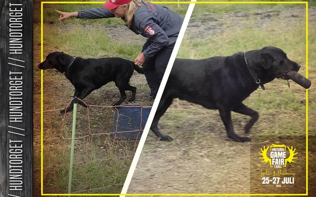 Apporteringstävlingar 2025